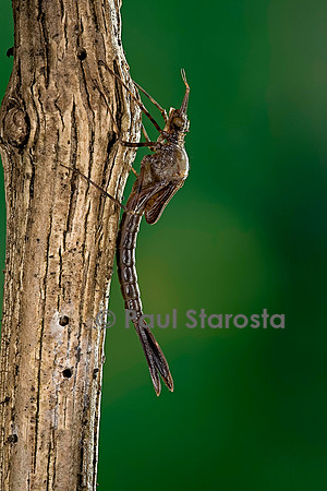 Calopteryx virgo (agrion vierge) - éclosion de l'adulte