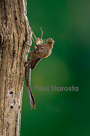 Calopteryx virgo (agrion vierge) - éclosion de l'adulte