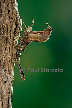 Calopteryx virgo (agrion vierge) - éclosion de l'adulte