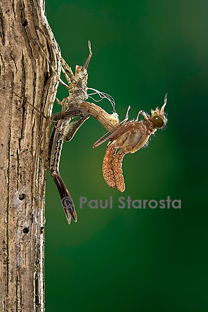 Calopteryx virgo (agrion vierge) - éclosion de l'adulte