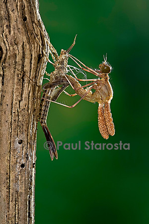 Calopteryx virgo (agrion vierge) - éclosion de l'adulte