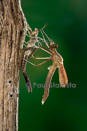 Calopteryx virgo (agrion vierge) - éclosion de l'adulte