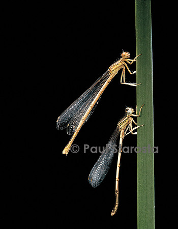 Platycnemis pennipes (agrion à larges pattes)