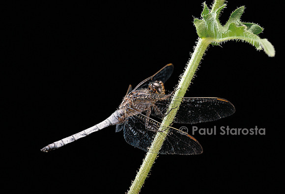 Orthetrum coerulescens