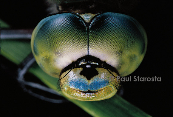 Anax imperator (anax empereur) - yeux