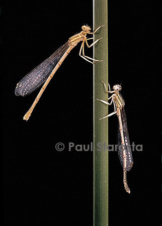 Platycnemis pennipes (agrion à larges pattes)