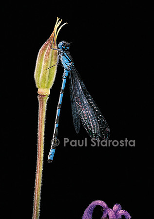Enallagma cyathigerum