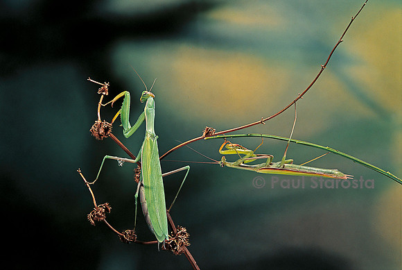 Mantis religiosa (mante religieuse) - couple