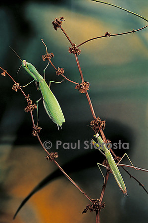 Mantis religiosa (mante religieuse) - couple