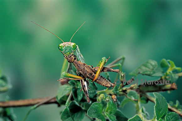 Mantis religiosa (mante religieuse) - dévorant un criquet