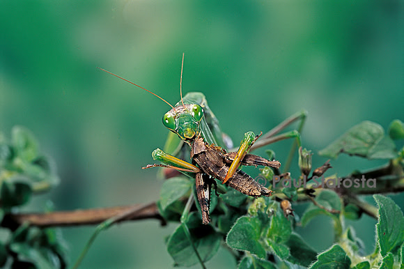 Mantis religiosa (mante religieuse) - dévorant un criquet