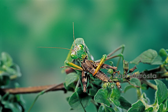 Mantis religiosa (mante religieuse) - dévorant un criquet