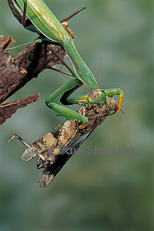 Mantis religiosa (mante religieuse) - dévorant un criquet