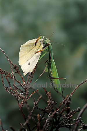 Mantis religiosa (mante religieuse) - dévorant un papillon