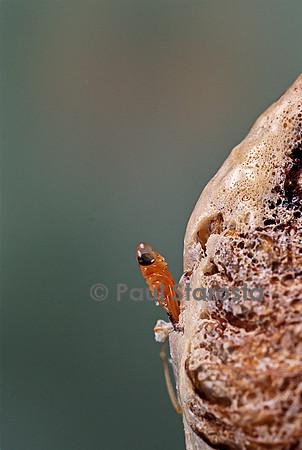 Mantis religiosa (mante religieuse) - éclosion