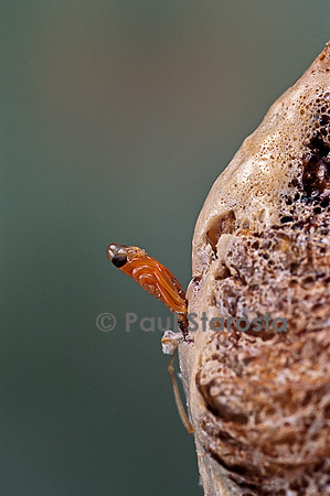 Mantis religiosa (mante religieuse) - éclosion