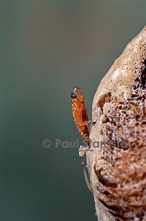 Mantis religiosa (mante religieuse) - éclosion