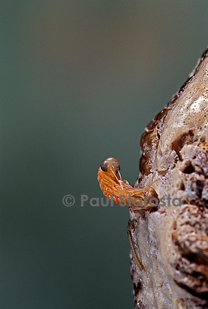 Mantis religiosa (mante religieuse) - éclosion