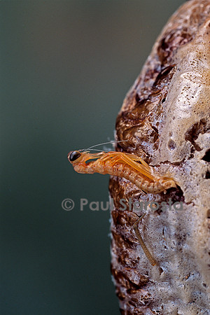Mantis religiosa (mante religieuse) - éclosion