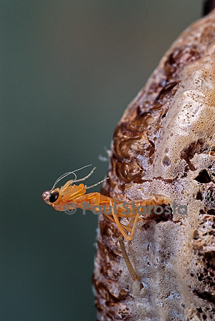 Mantis religiosa (mante religieuse) - éclosion