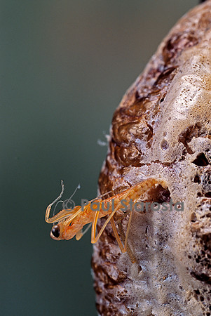 Mantis religiosa (mante religieuse) - éclosion