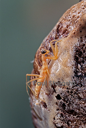 Mantis religiosa (mante religieuse) - éclosion