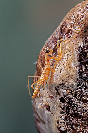 Mantis religiosa (mante religieuse) - éclosion