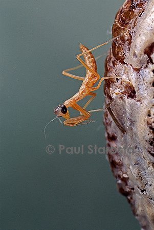 Mantis religiosa (mante religieuse) - éclosion