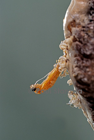 Mantis religiosa (mante religieuse) - éclosion