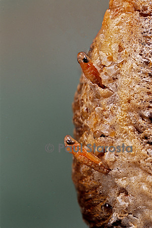 Mantis religiosa (mante religieuse) - éclosion