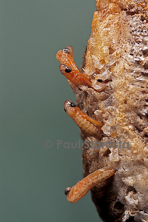 Mantis religiosa (mante religieuse) - éclosion