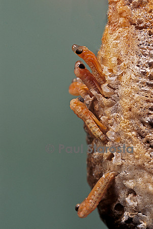 Mantis religiosa (mante religieuse) - éclosion