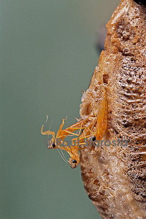 Mantis religiosa (mante religieuse) - éclosion