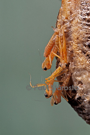 Mantis religiosa (mante religieuse) - éclosion