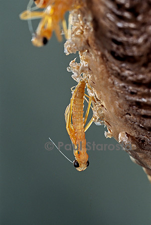 Mantis religiosa (mante religieuse) - éclosion