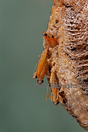 Mantis religiosa (mante religieuse) - éclosion