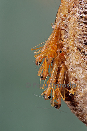 Mantis religiosa (mante religieuse) - éclosion