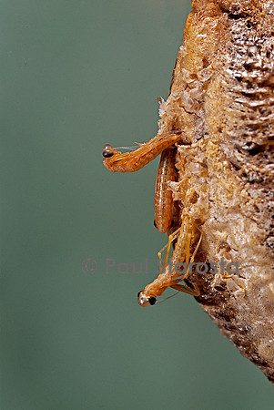 Mantis religiosa (mante religieuse) - éclosion