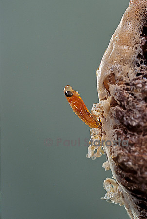 Mantis religiosa (mante religieuse) - éclosion