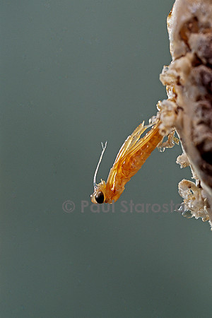 Mantis religiosa (mante religieuse) - éclosion