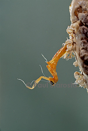 Mantis religiosa (mante religieuse) - éclosion