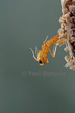 Mantis religiosa (mante religieuse) - éclosion