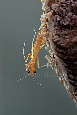 Mantis religiosa (mante religieuse) - éclosion