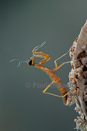 Mantis religiosa (mante religieuse) - éclosion