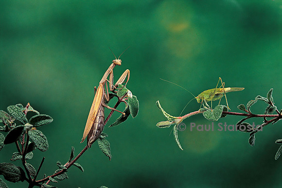 Mantis religiosa (mante religieuse) - guettant sa proie