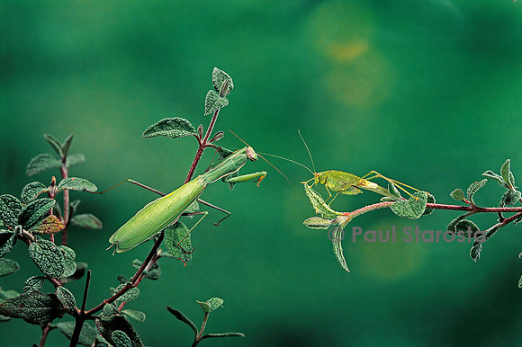 Mantis religiosa (mante religieuse) - guettant sa proie