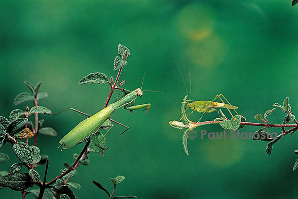 Mantis religiosa (mante religieuse) - guettant sa proie