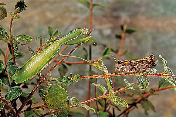 Mantis religiosa (mante religieuse) - guettant sa proie