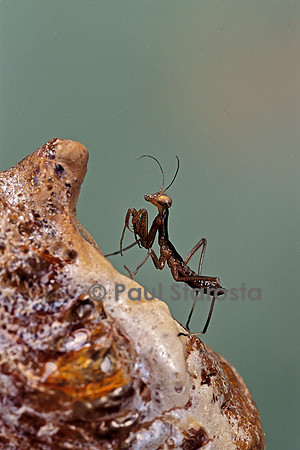 Mantis religiosa (mante religieuse) - larve