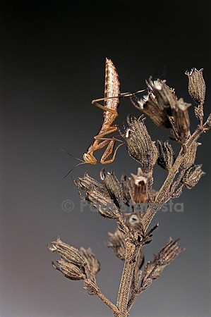 Mantis religiosa (mante religieuse) - larve
